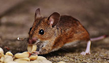 smart-pest-monitoring-systems Experts in Letourneau